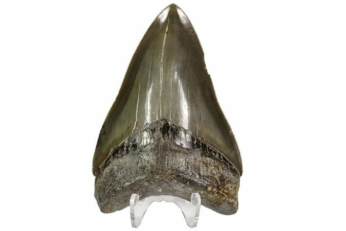 Serrated, Fossil Megalodon Tooth - Glossy Enamel #107250